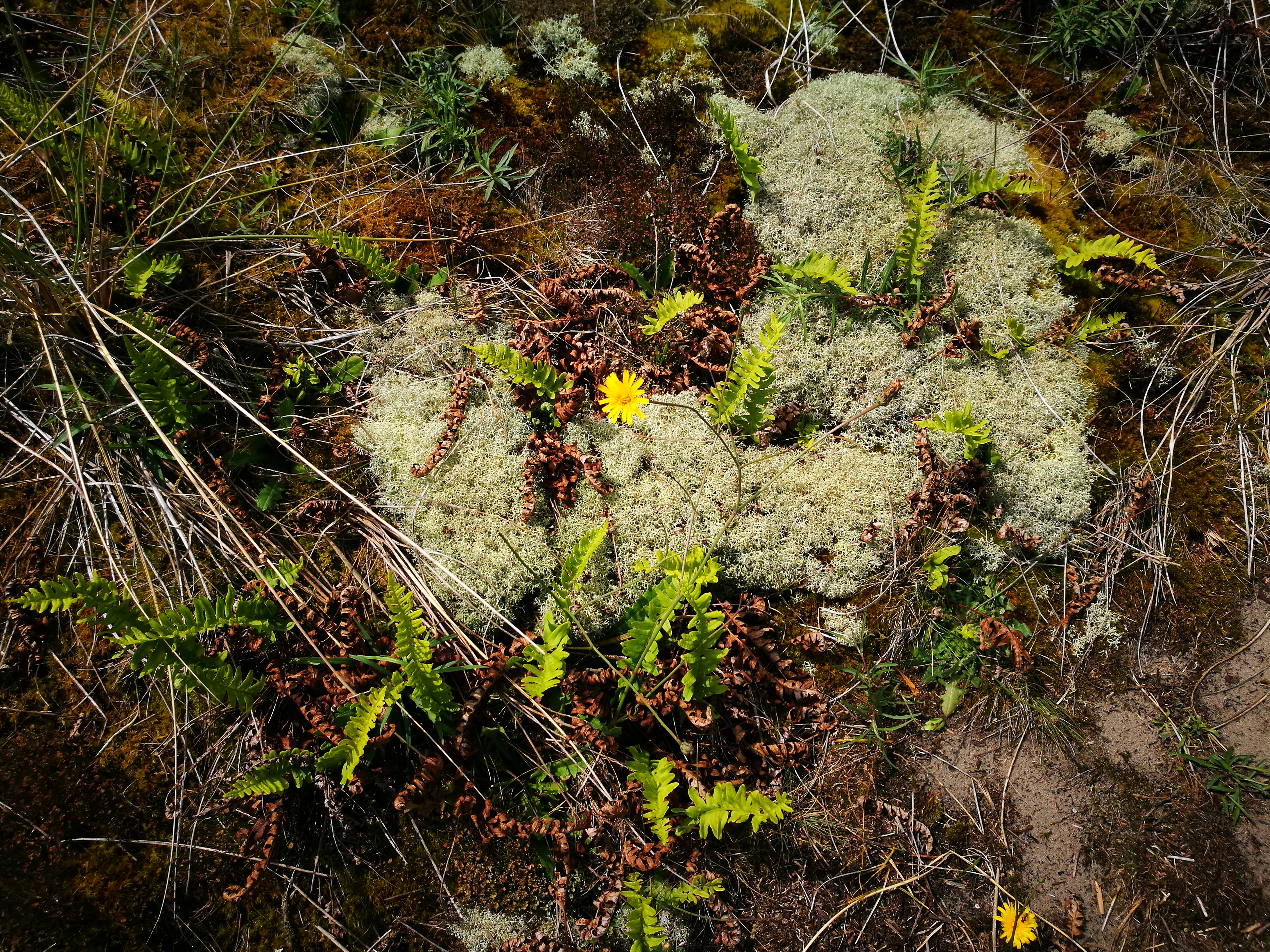 Eilandretraite Vlieland