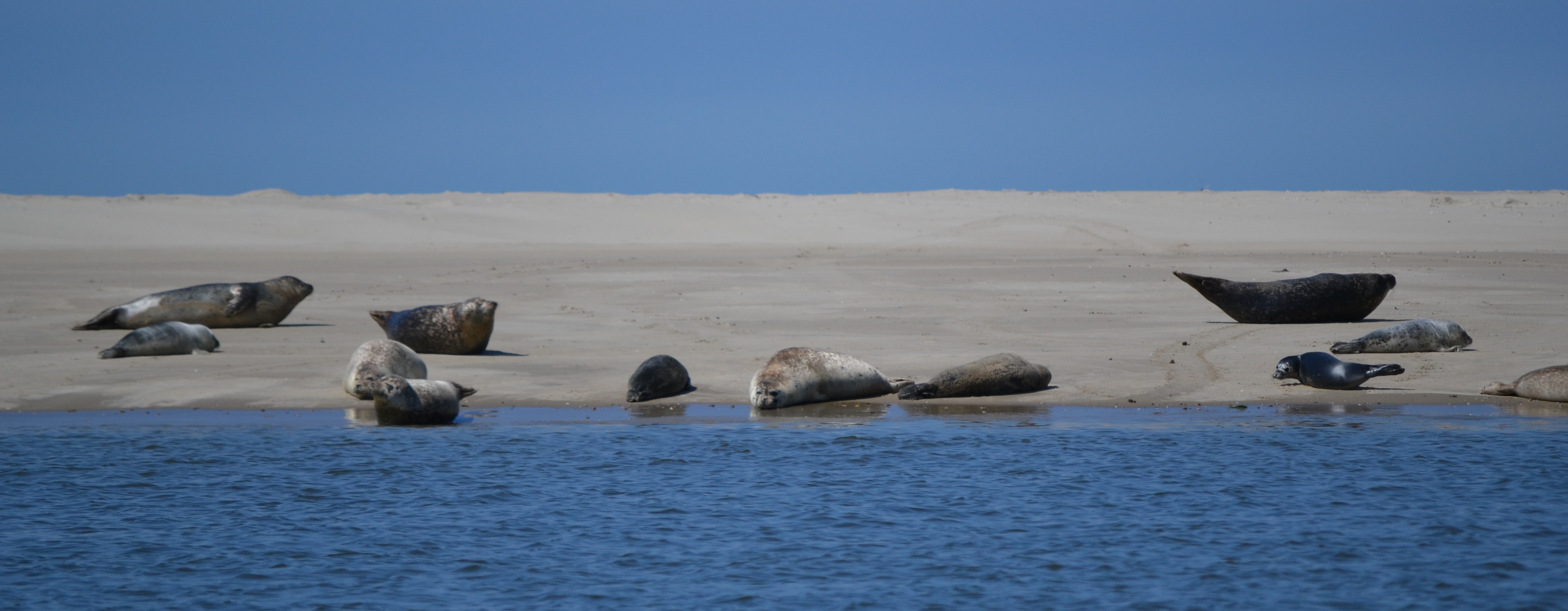 Zeehondenbank